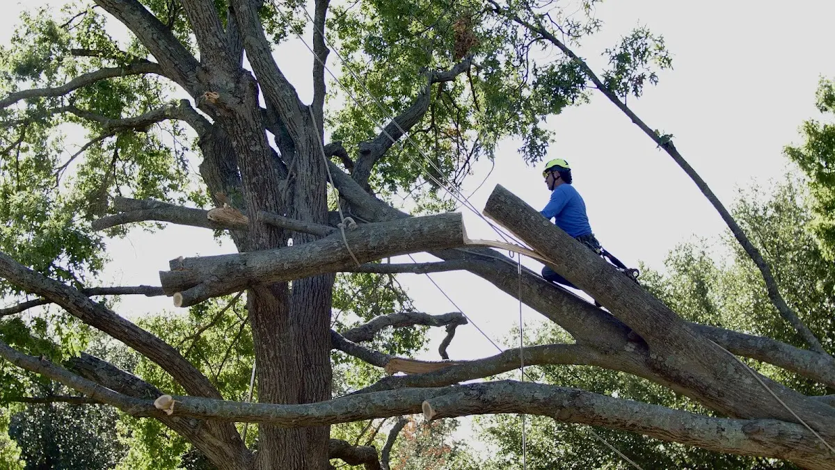Professional Crown Thinning performed by certified arborists in Bismarck