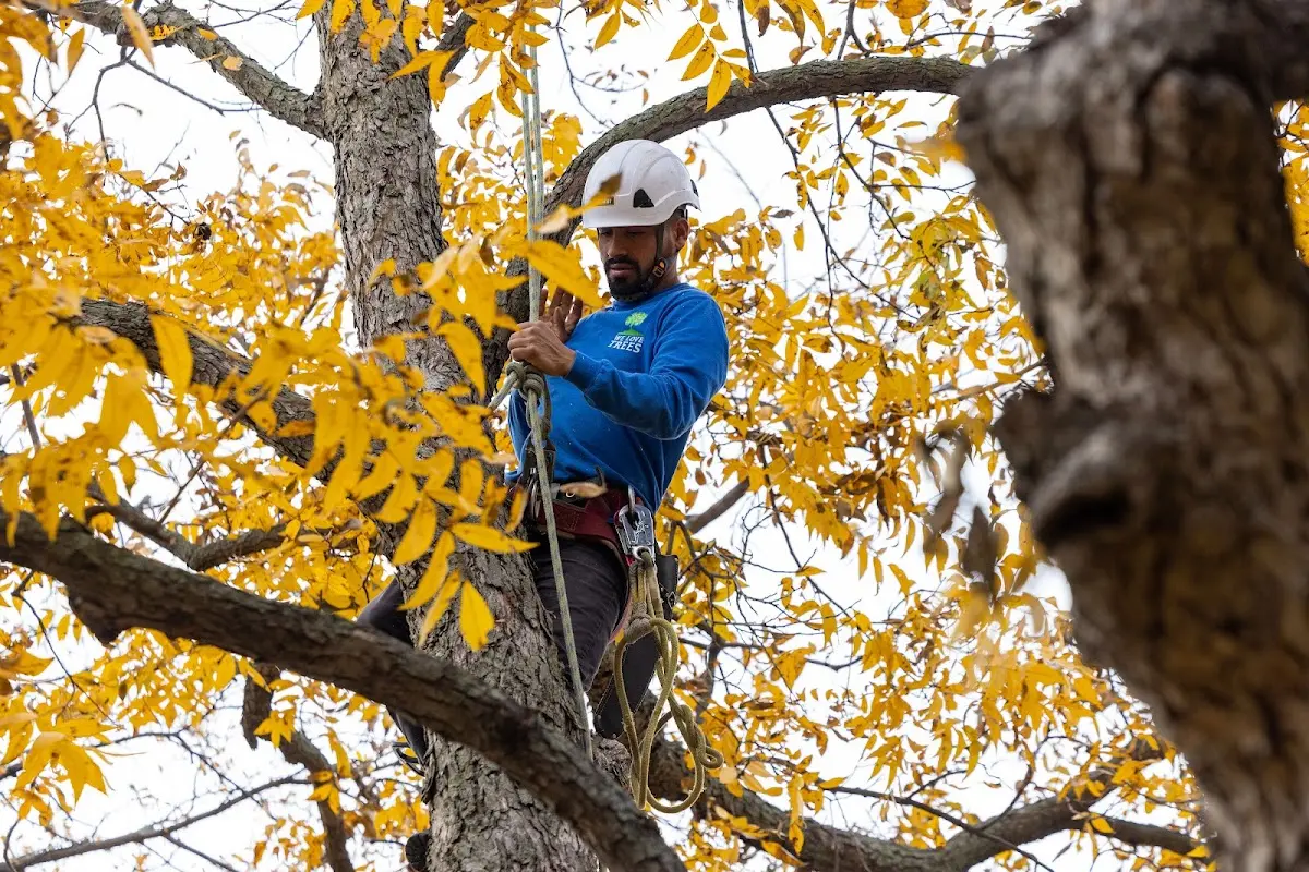 Skilled Storm Damage Cleanup crew working in Bismarck